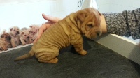 CHIOT