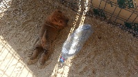 CHIOT
