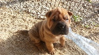 CHIOT