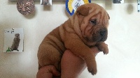 CHIOT