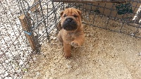 CHIOT
