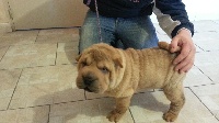 CHIOT