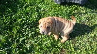 CHIOT