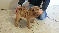 CHIOT
