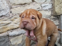 Junior des saphirs roses