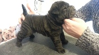 CHIOT