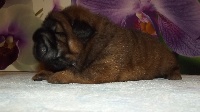 Hurricane adorable ours au miel des saphirs roses