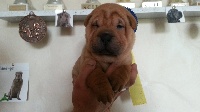 CHIOT