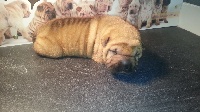 CHIOT