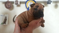 CHIOT