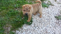 CHIOT